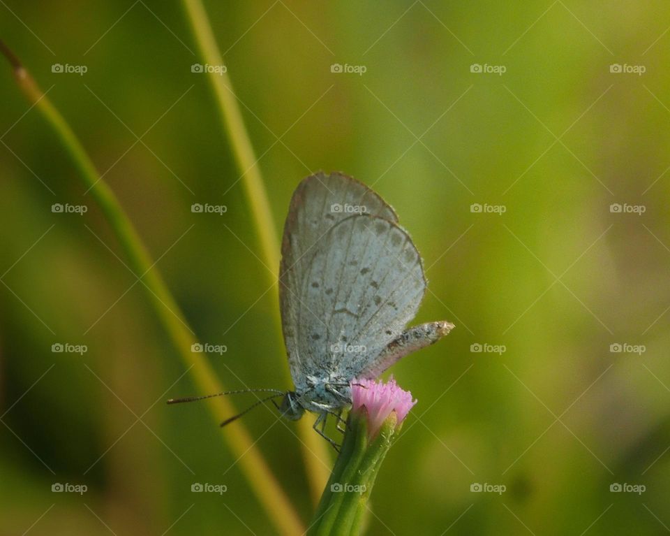 little butterfly & flower