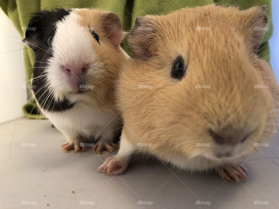 A pair of guinea pigs