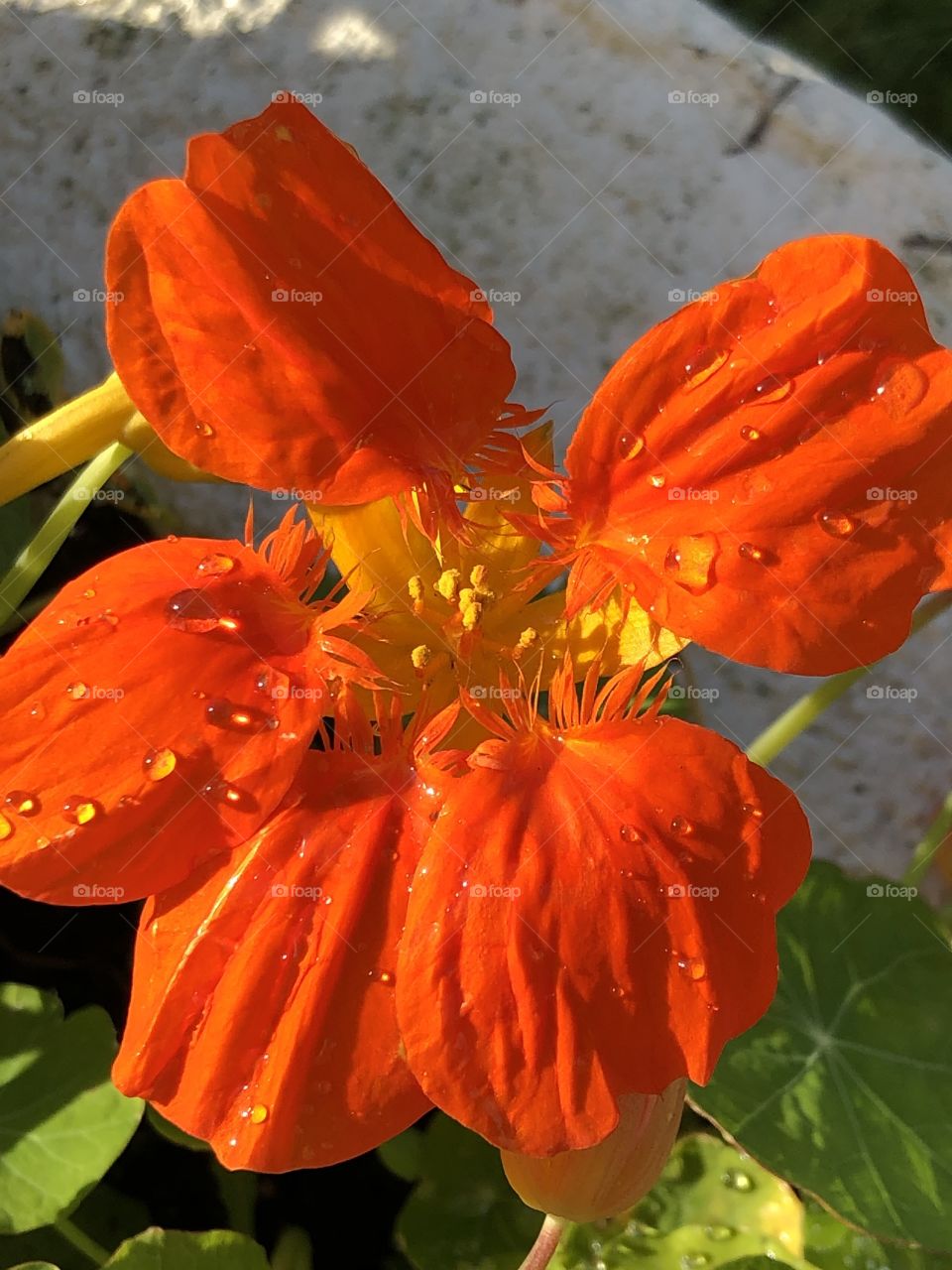 Nasturtiums