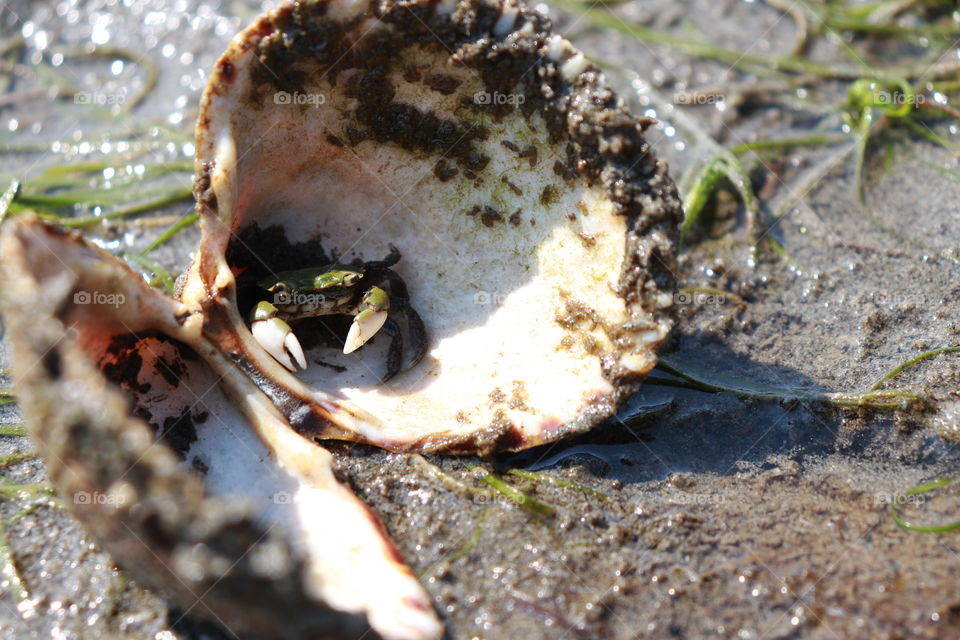 A tiny crab hiding in a seashell