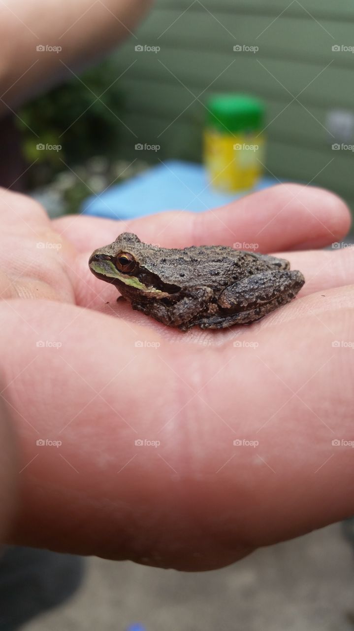 Garden visitor. a frog in the garden