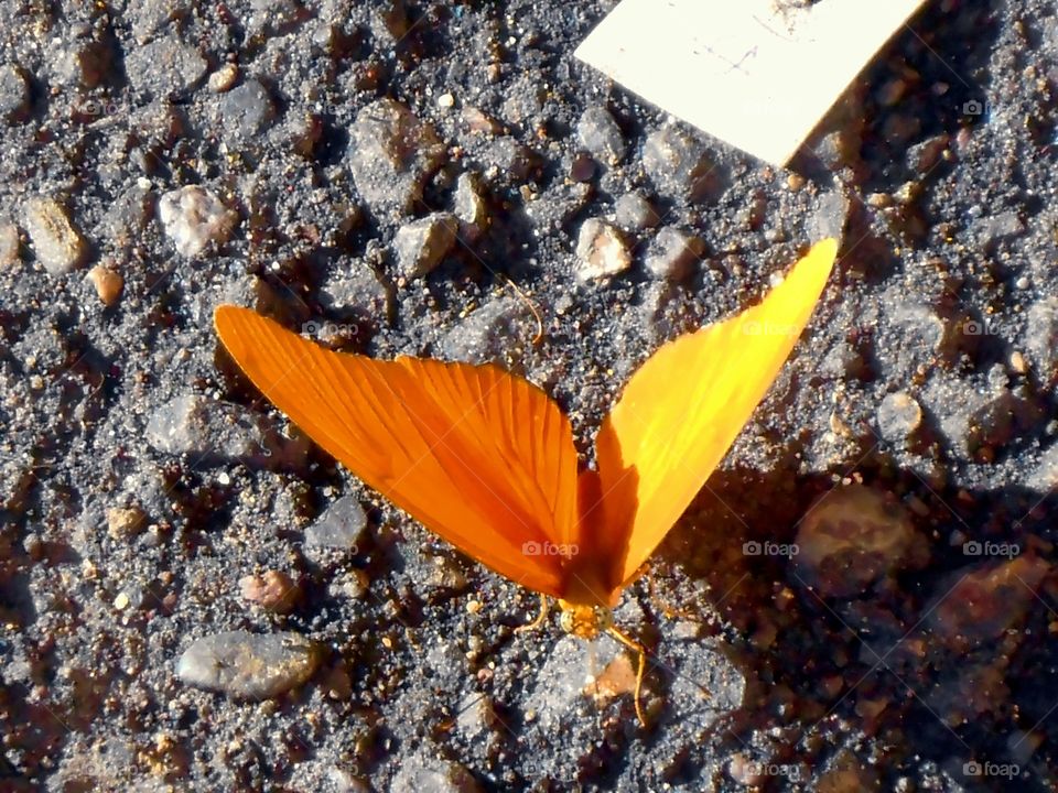 Sunglow Wing