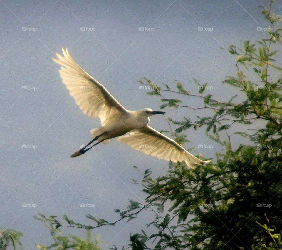 Egret in Flight at Dawn