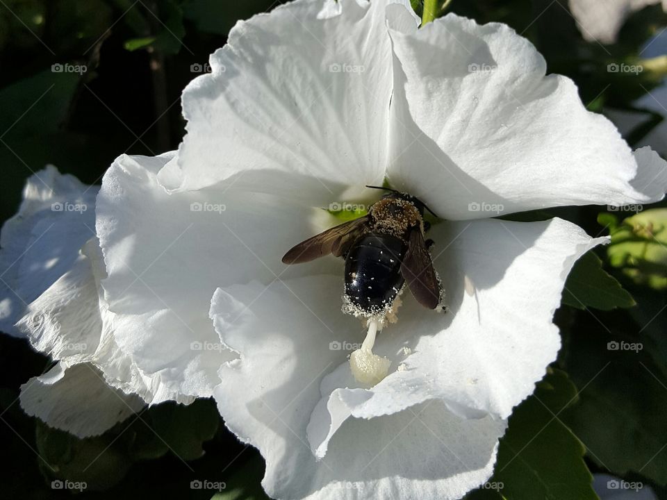 Bee with white flower