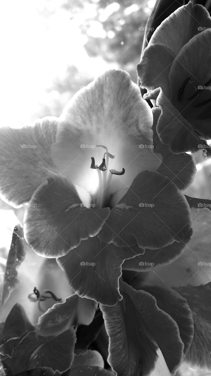 Orchide black & white