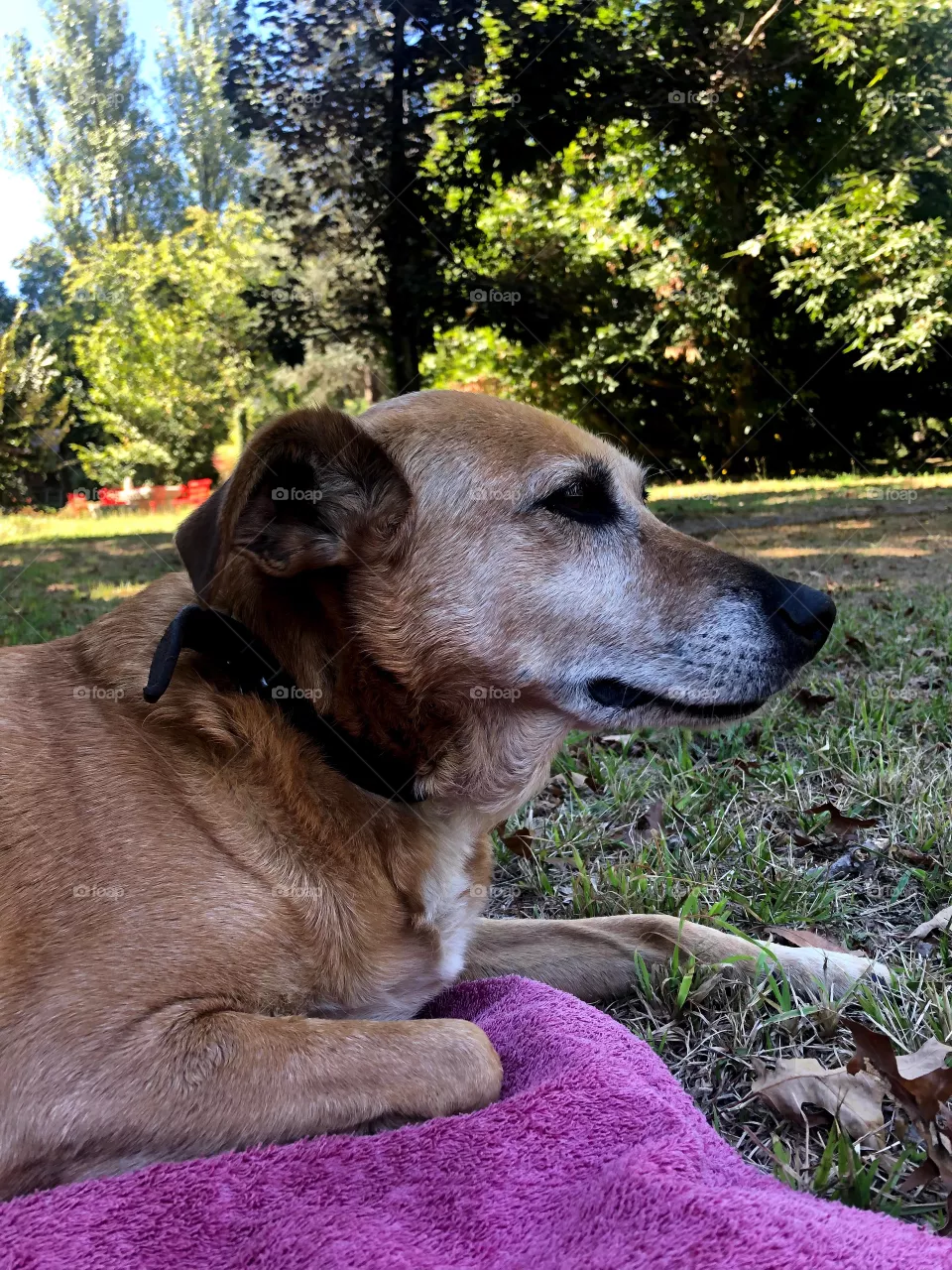 Dog 