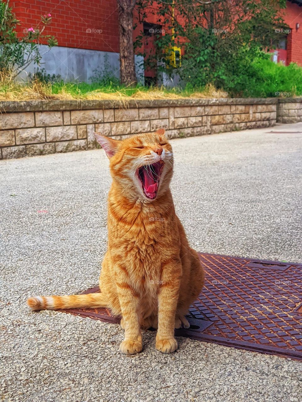 Close up portrait of beautiful redhead cat at city