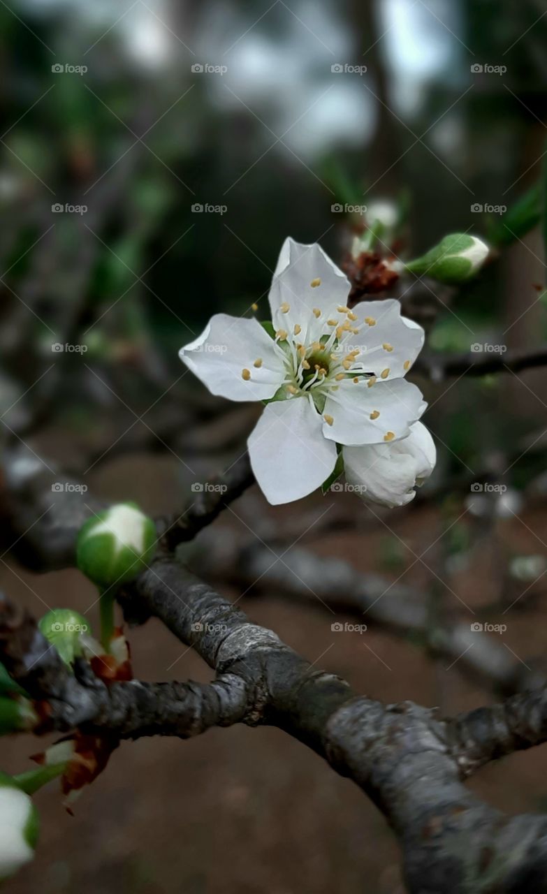 Dwarf plum tree in bloom