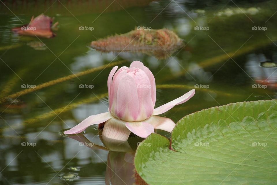 Rose lily on water