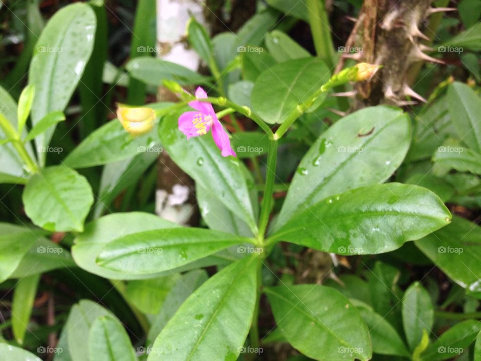 Tiny purple flower