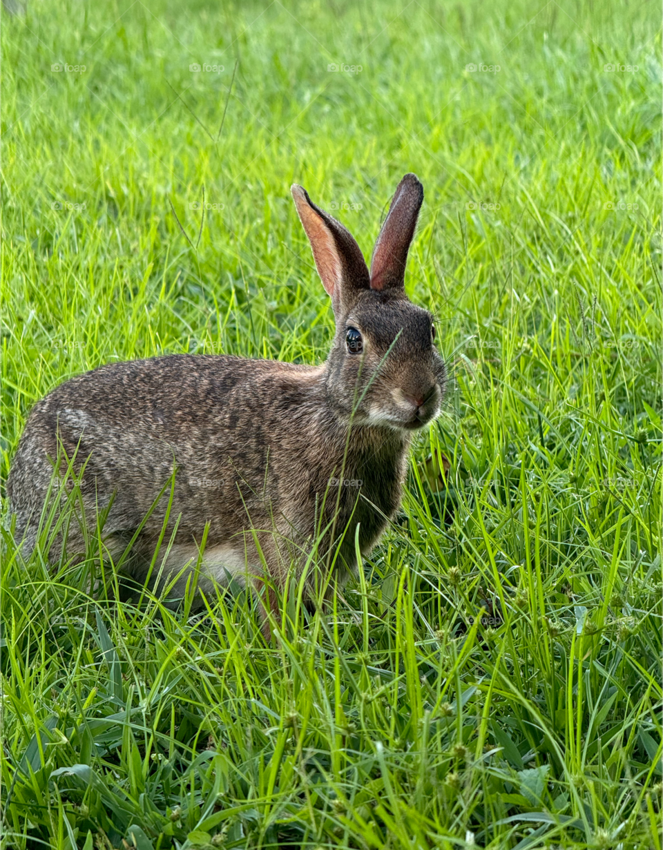 Portrait of a rabbit in deep grass.