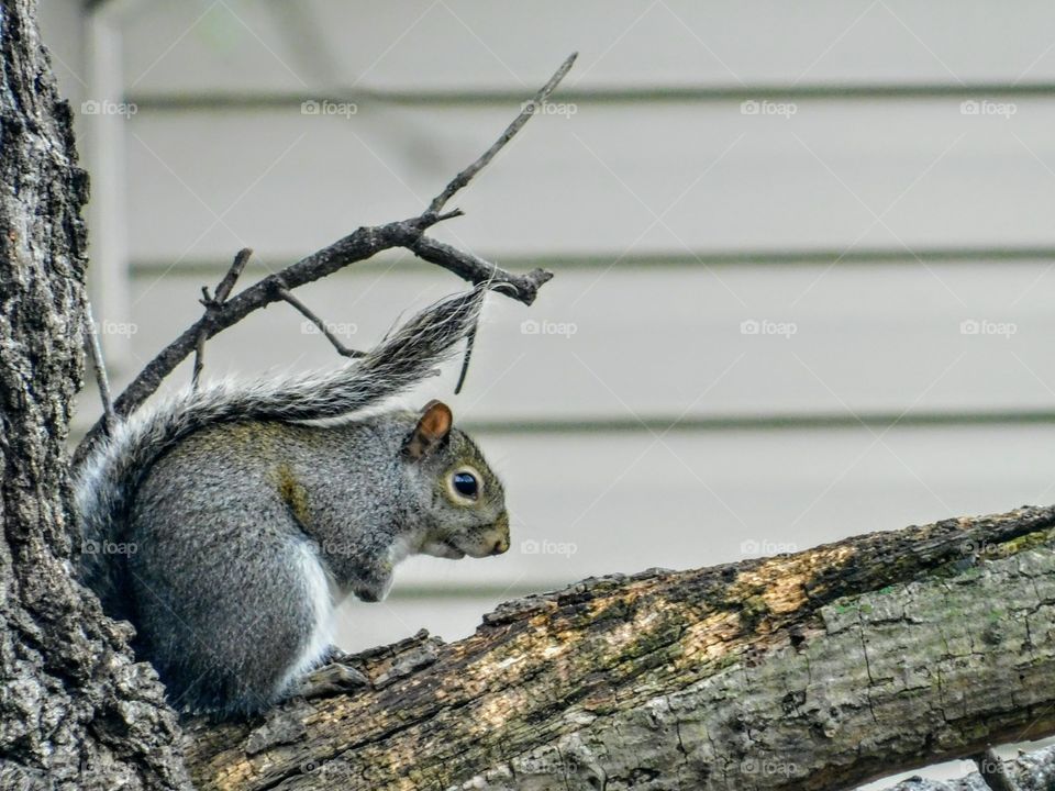 Little Squirrel Fella is Taking a Rest