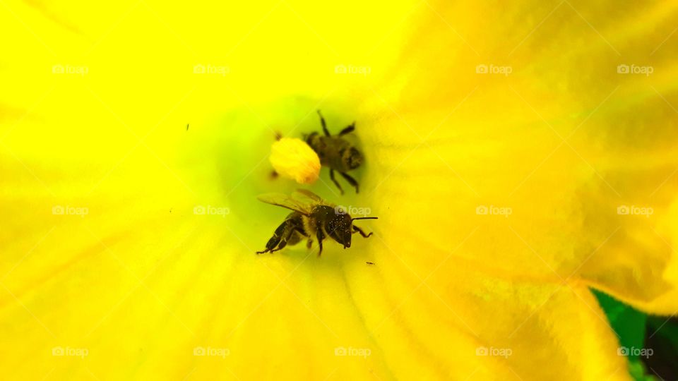 bees on the colors pumpkin