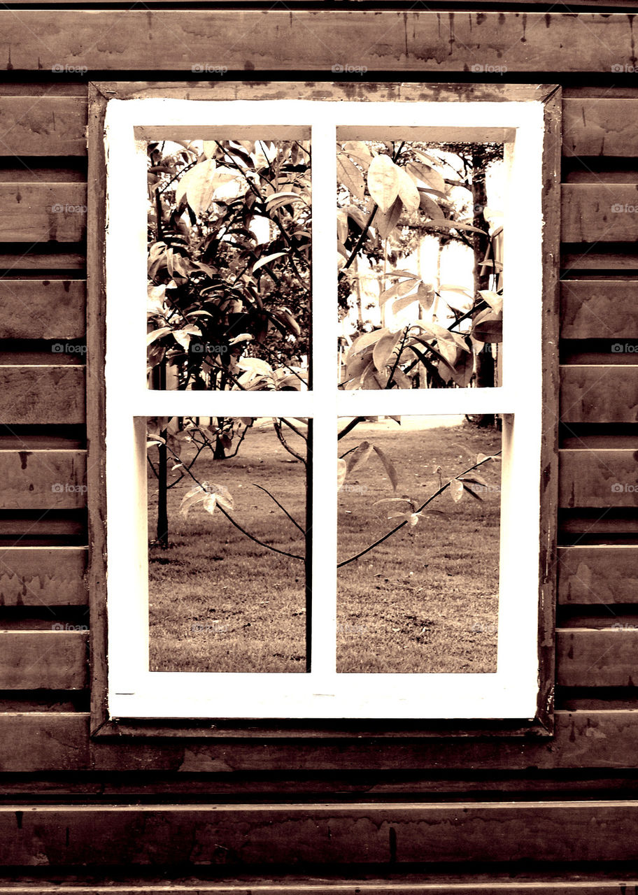 View of tree through window