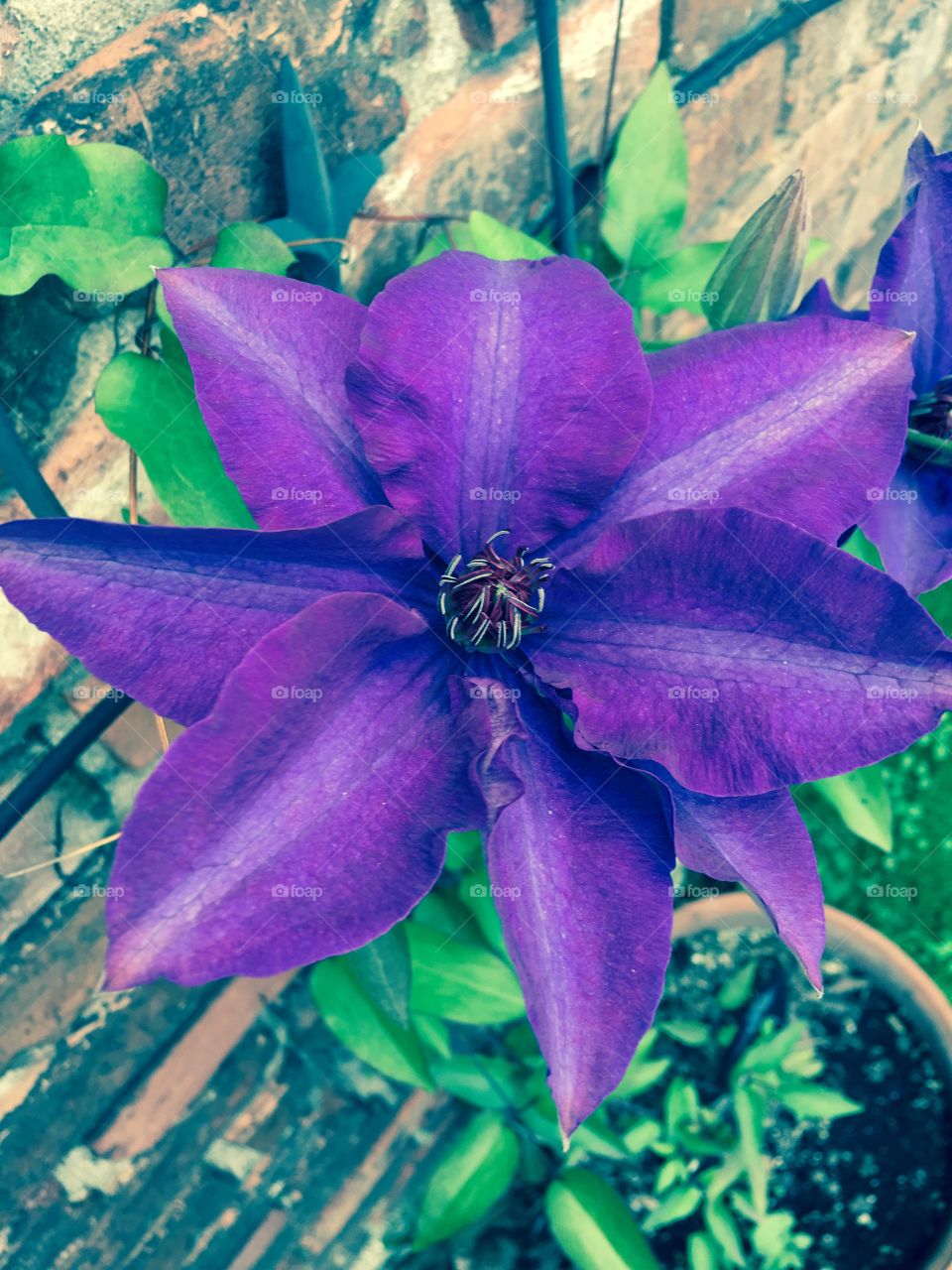 Clematis