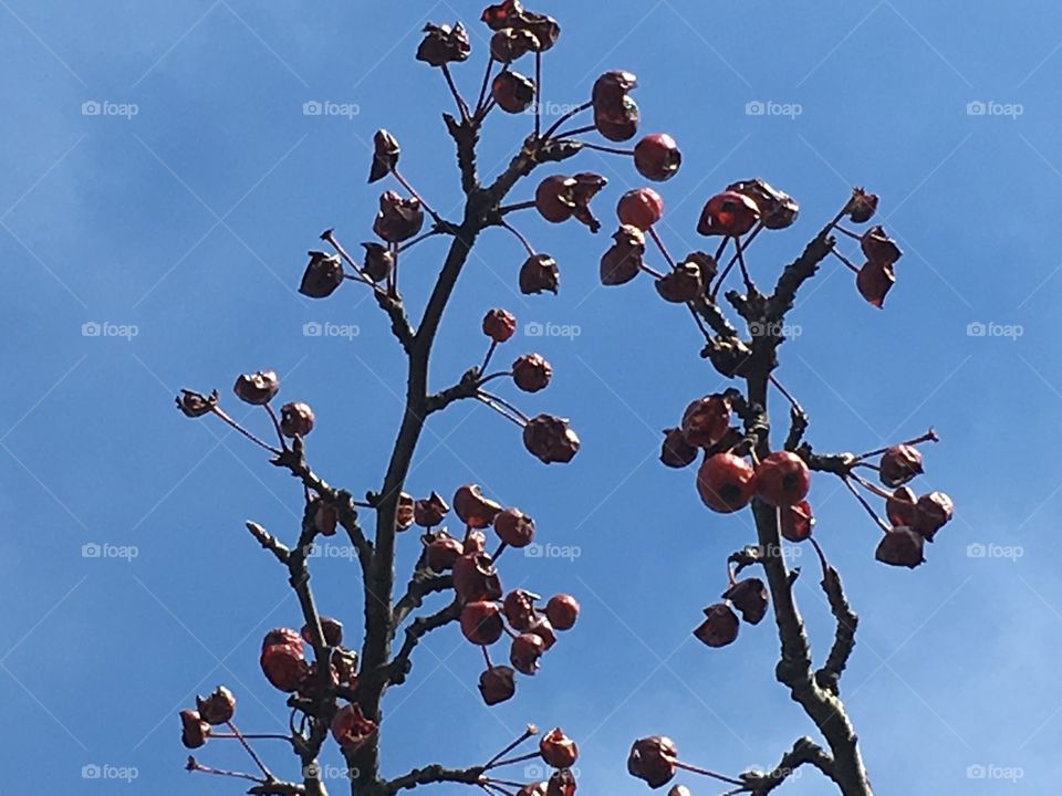 Wilted berries on branch