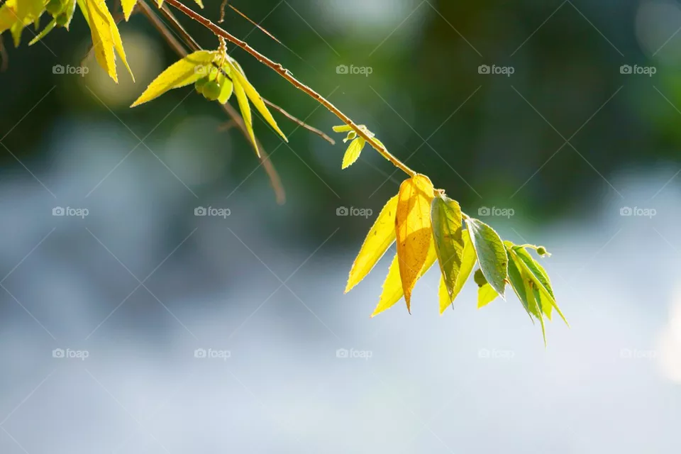 leaf