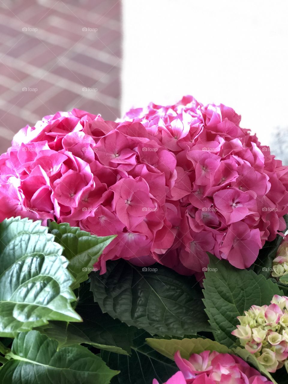 Pink hydrangea 