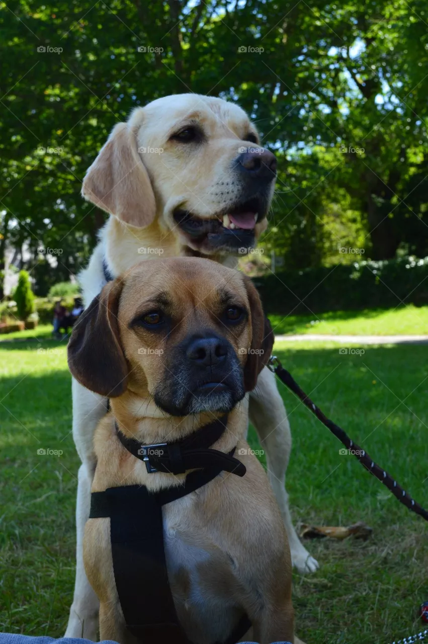 2 dogs
