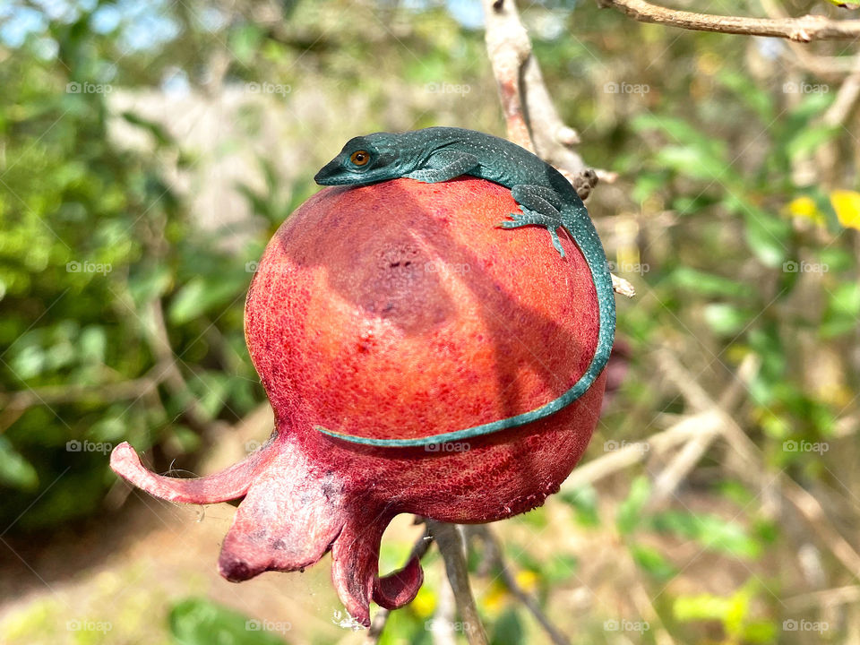 Bright blue green lizard resting atop red ripe pomegranate