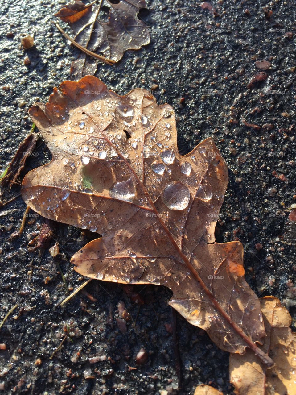 Leaf with raindrops