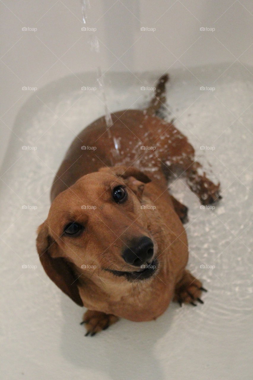 Puppy gets a long overdue bath