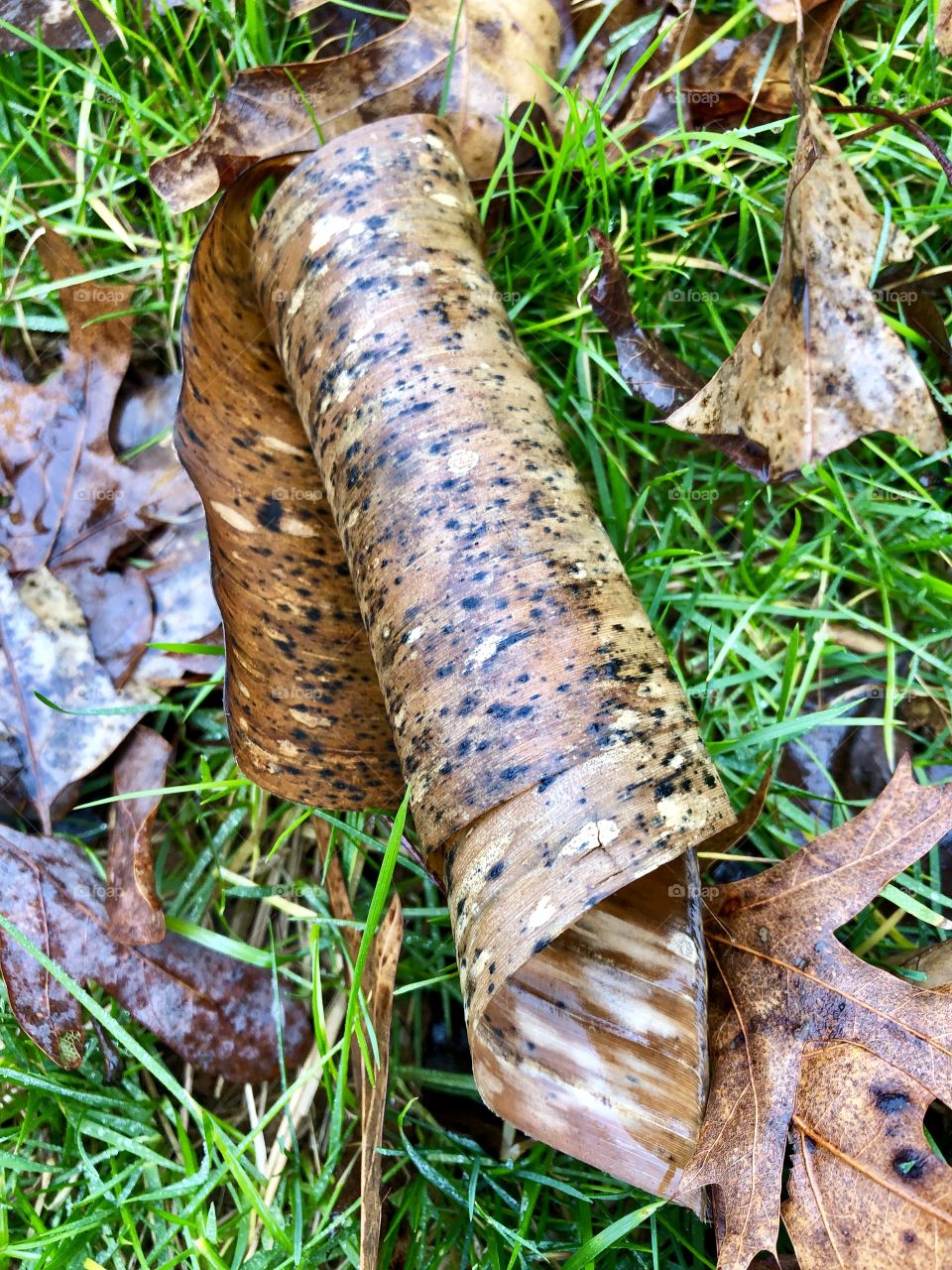 A perfect spiral of tree bark adorns the fallen leaves in the yard, adding interest and texture to this capture.