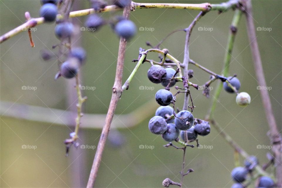 Wild berries 