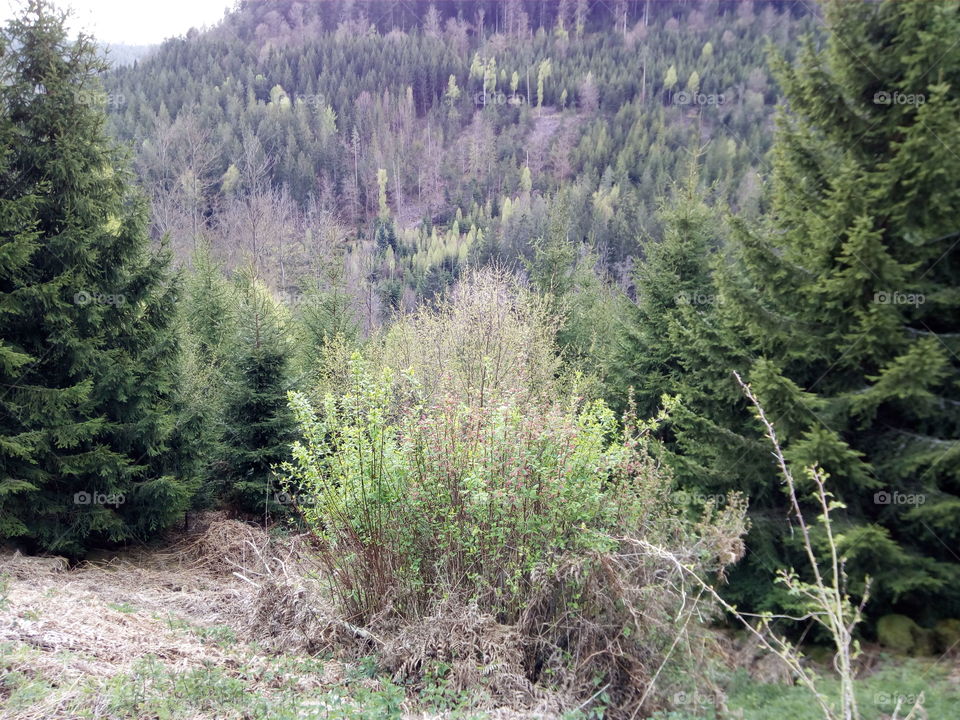 Forest in Schwarzwald