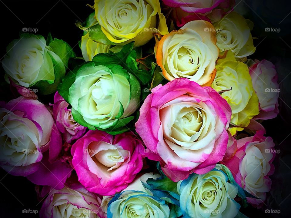 Rainbow Roses