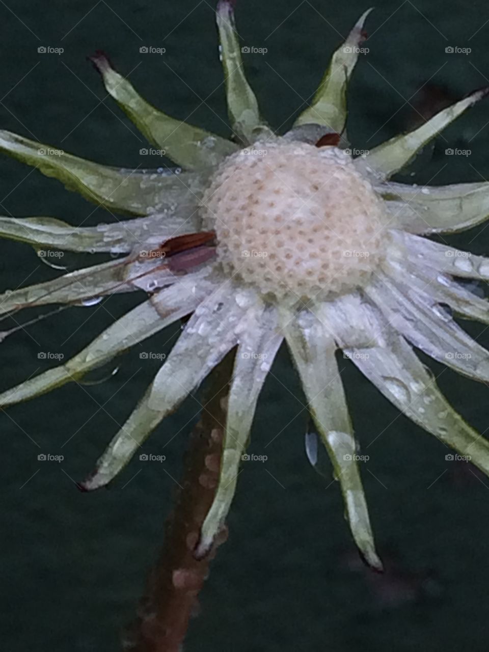 Silver Dandelion 