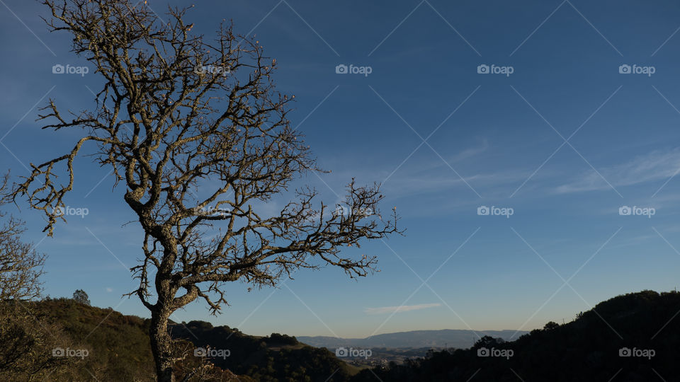 Bare tree with hills in the background.