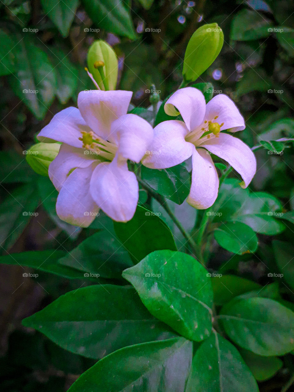 The name of this flower is Manokamini.This photo has been taken at dusk.