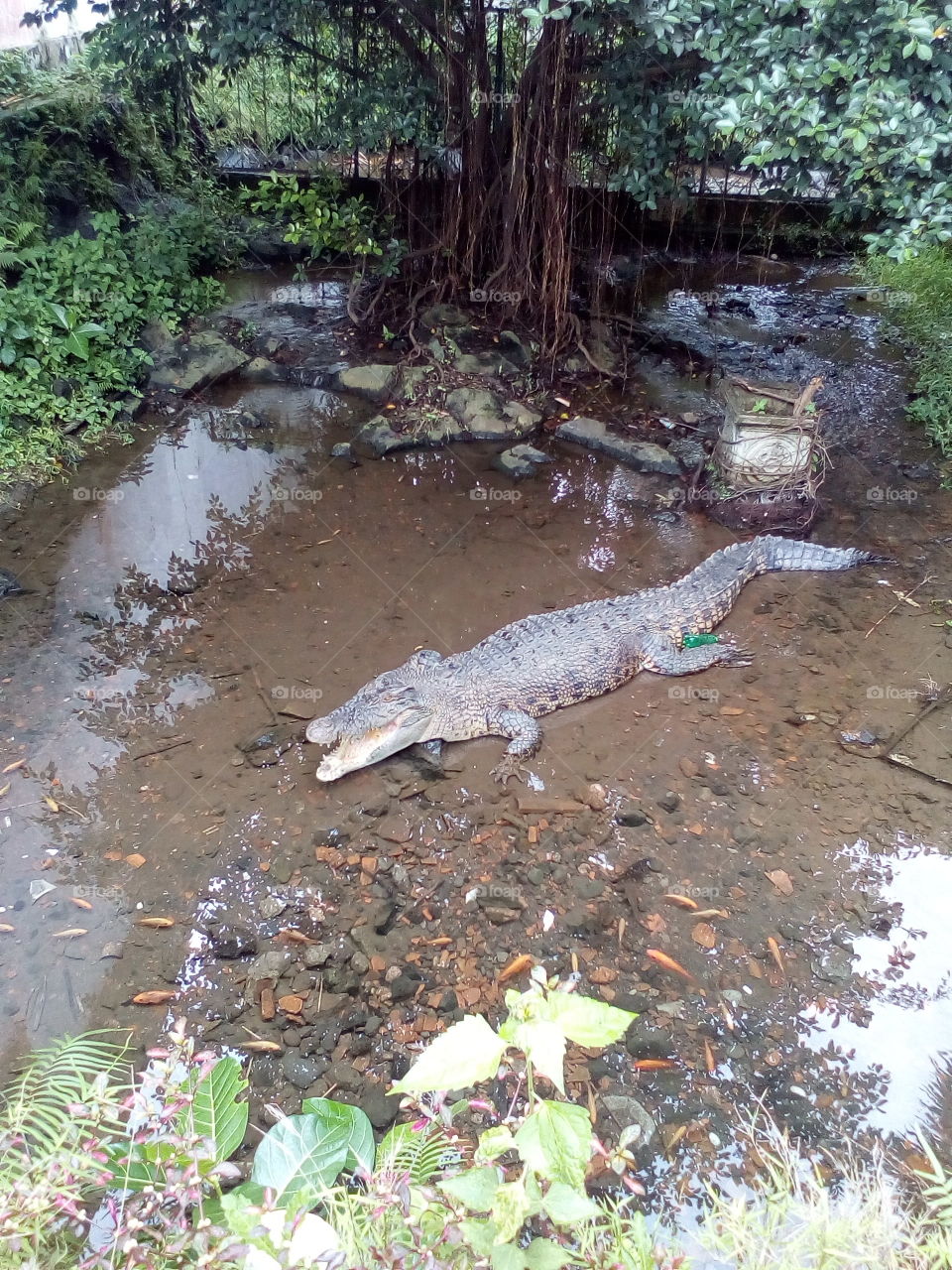 crocodile swim
