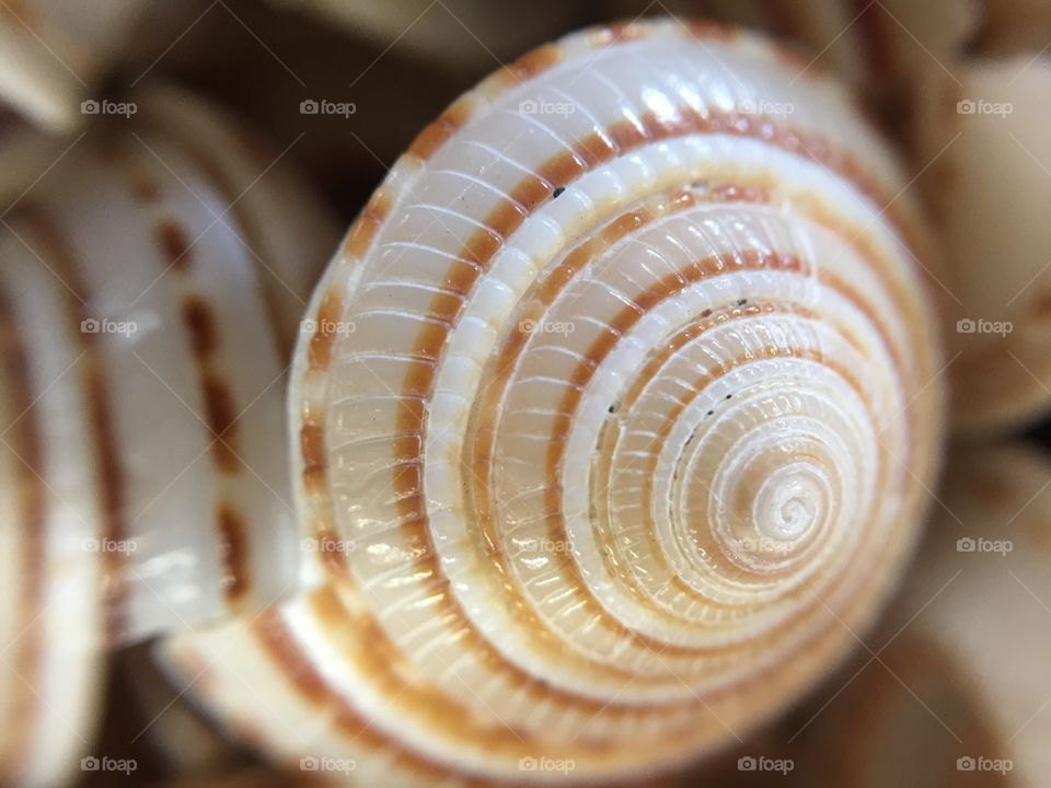 Concentric circles on a sea shell