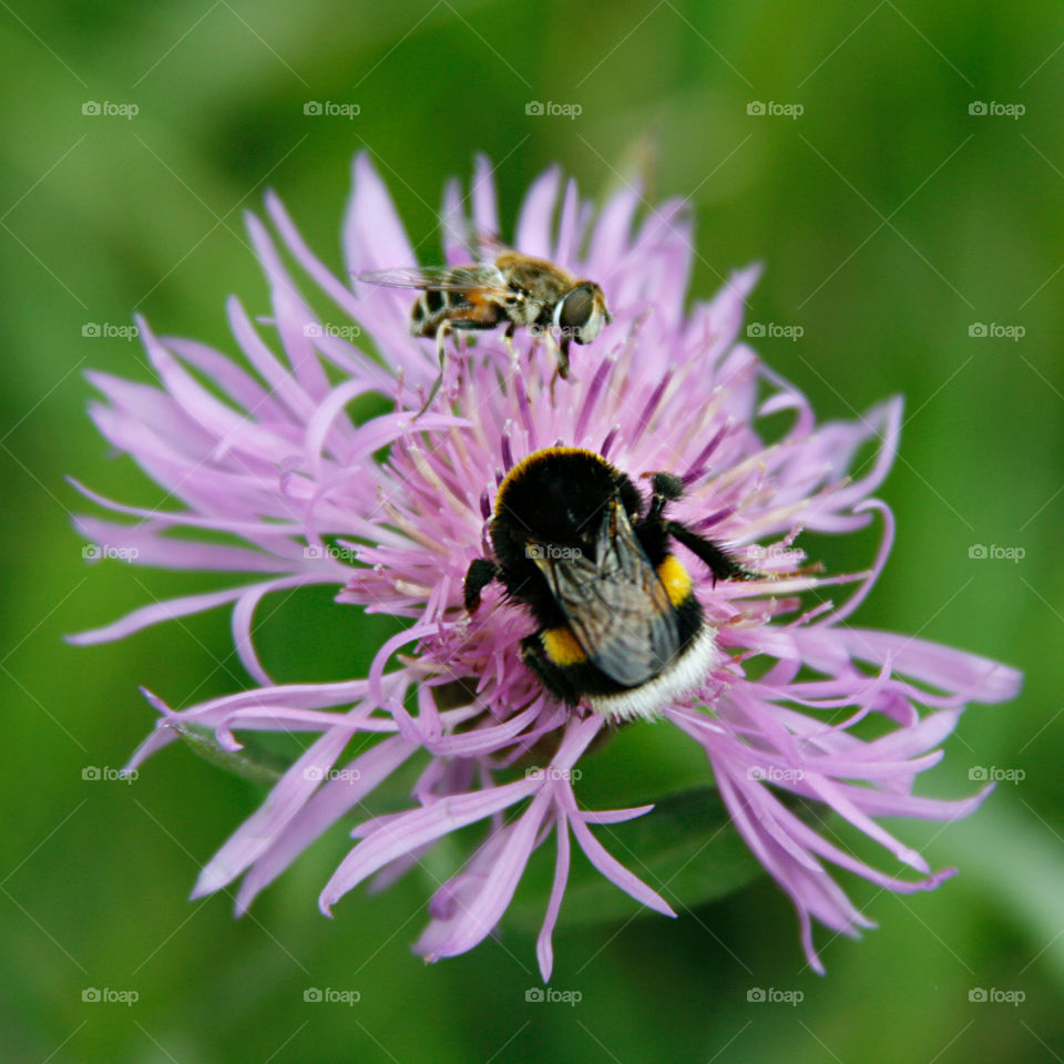 Bumblebee and bee on the flower 