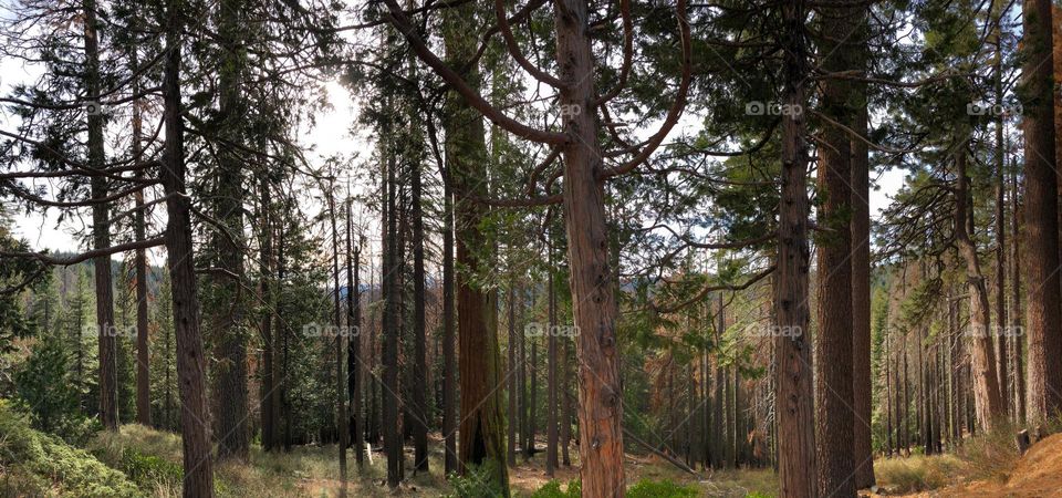 Woods in the countryside.