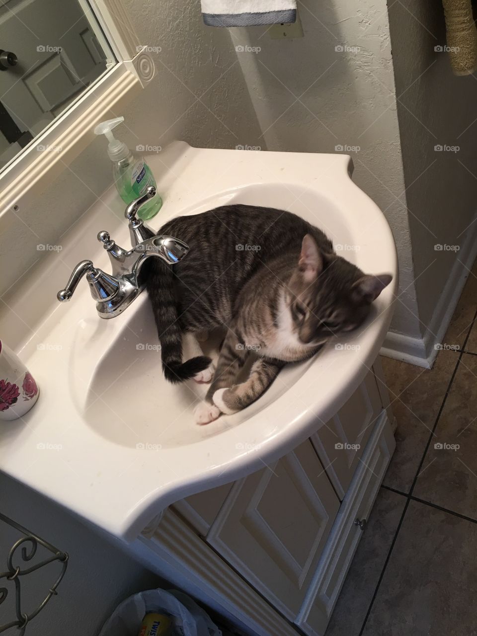 Time for the kittens bath! 