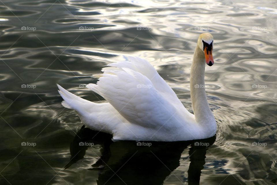 Swan swimming in lake