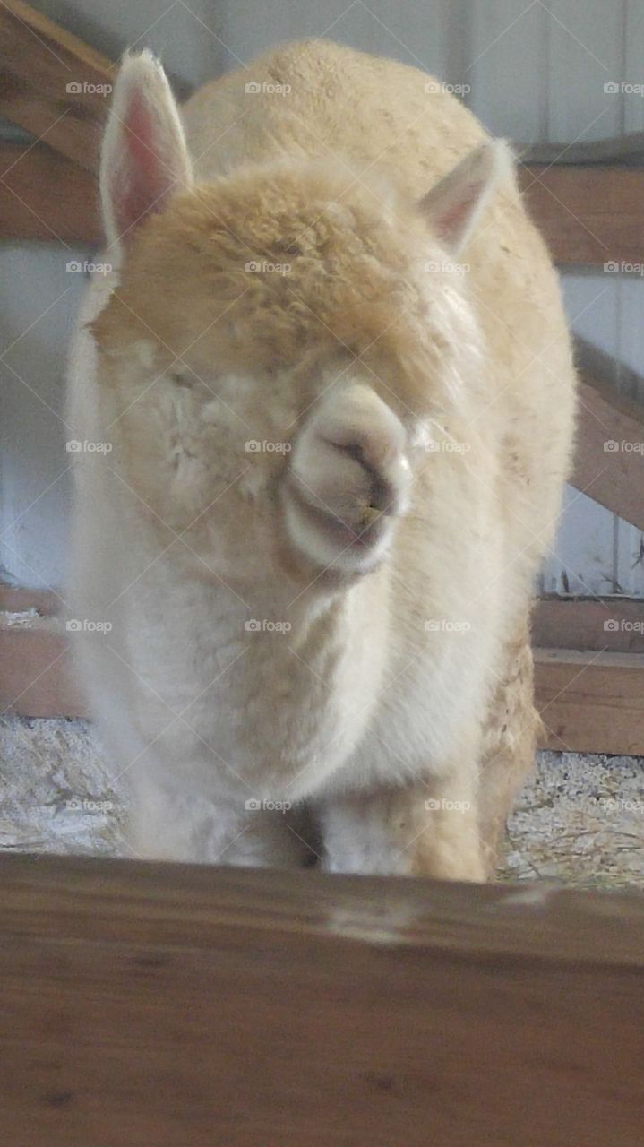 Gracie the blind alpaca