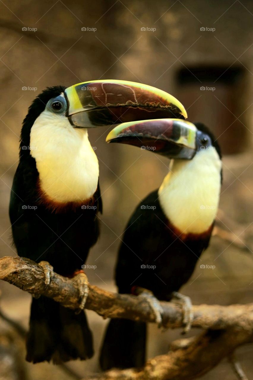 Toucan