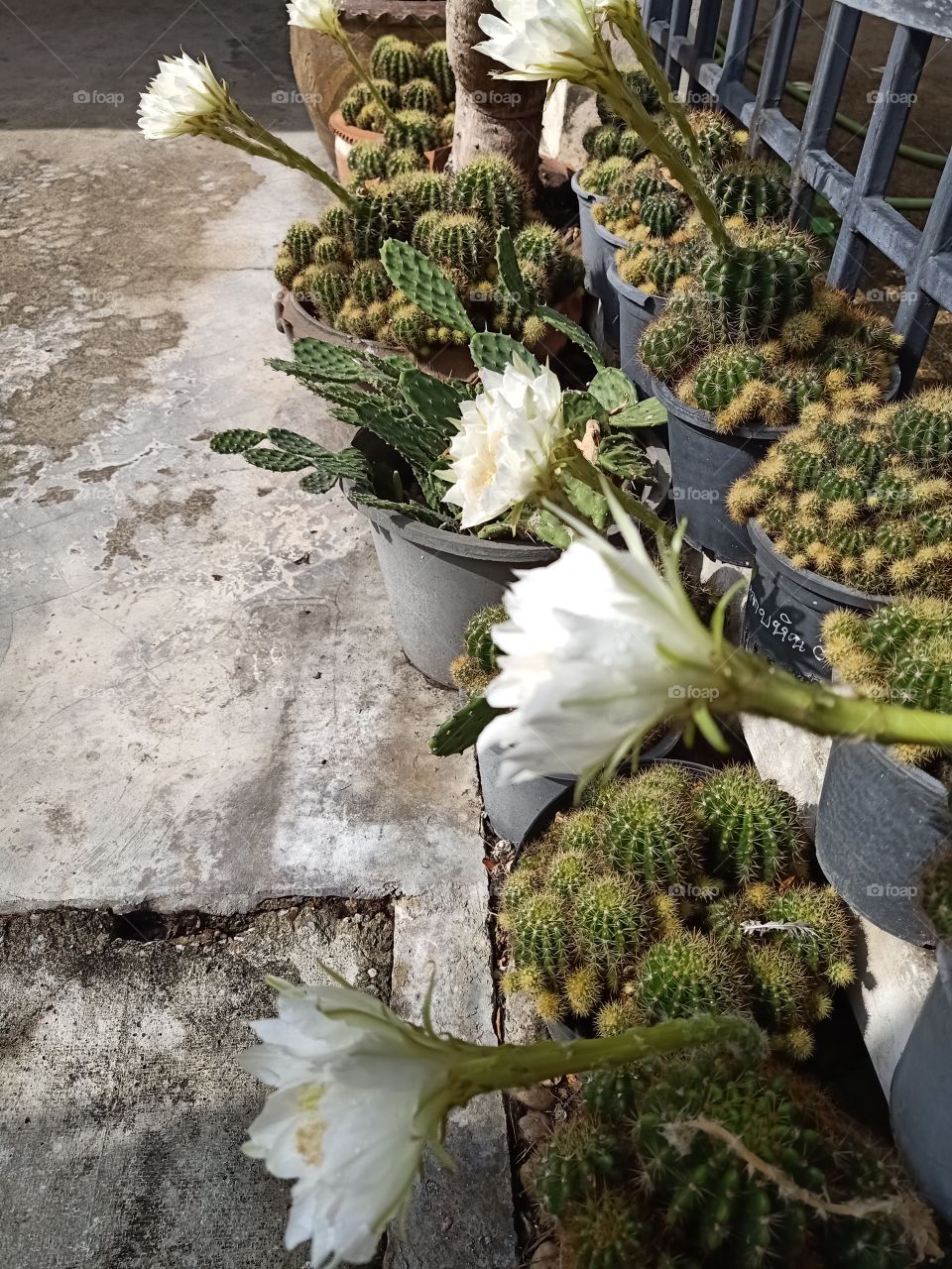 Beautiful Cactus Flower