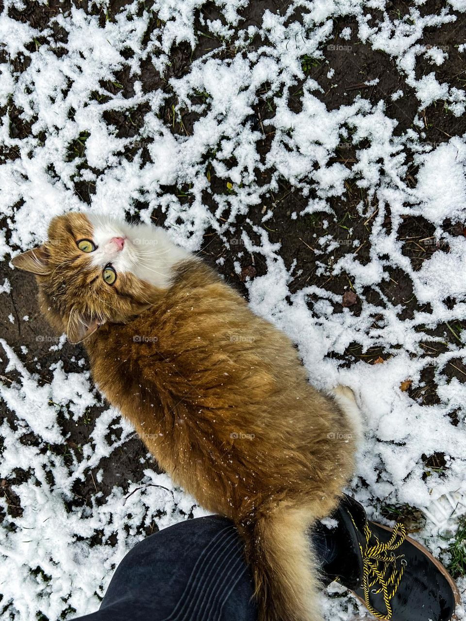 Big fat fluffy cat with beautiful big eyes and long fluff at the middle of snowy village garden