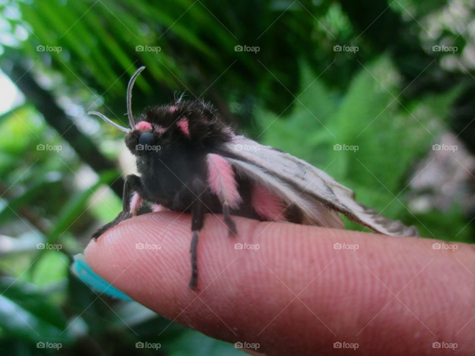 megalopy gelanata moth