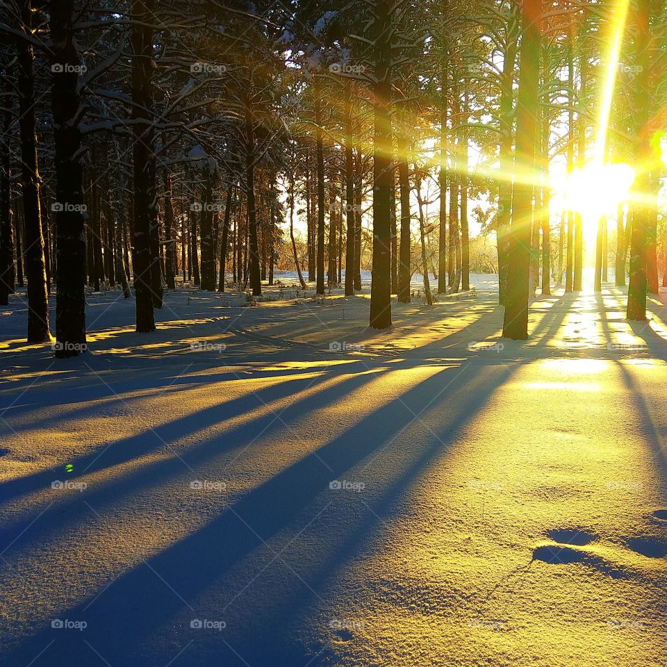 Sunlight in winter forest