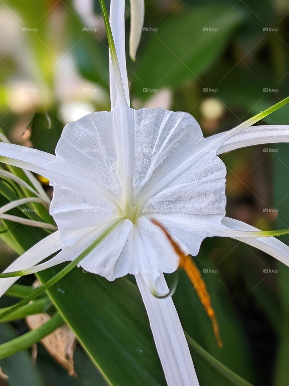 Hymenocallis speciosa