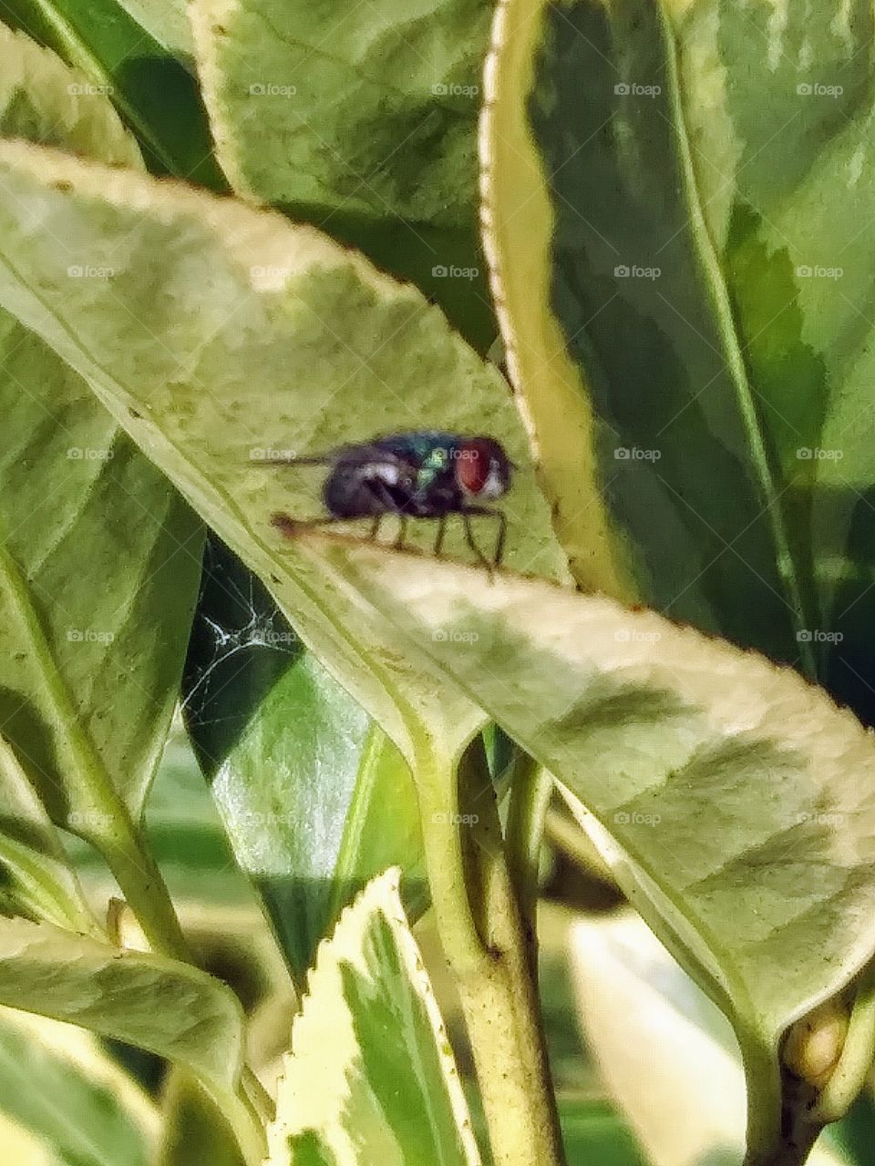 fly on a leaf