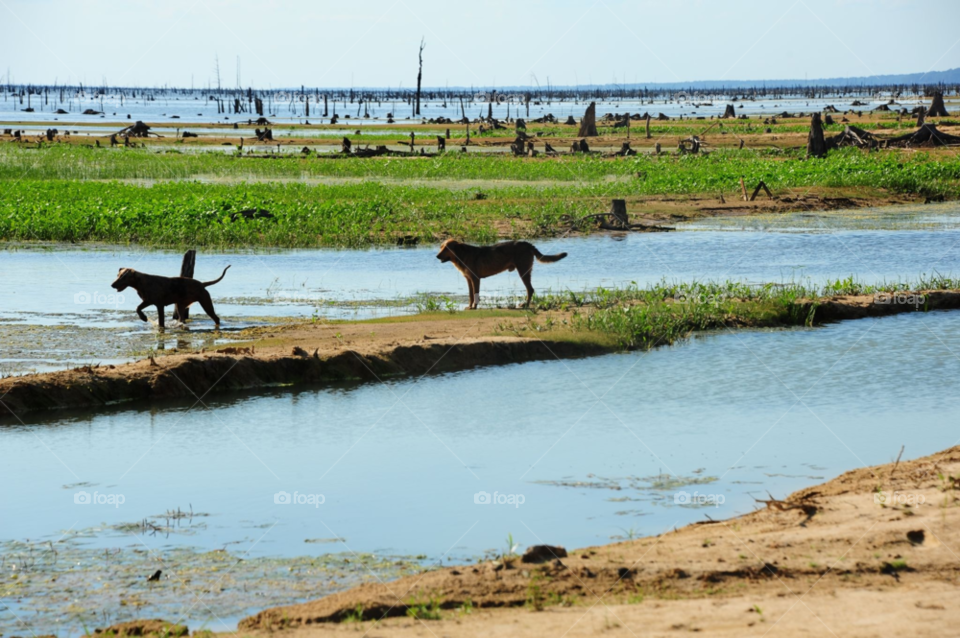 dog retriever dog in water by lightanddrawing