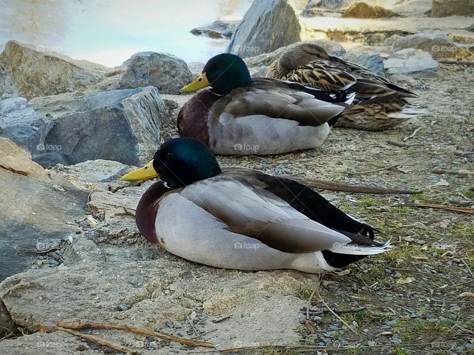 A Gathering of Ducks