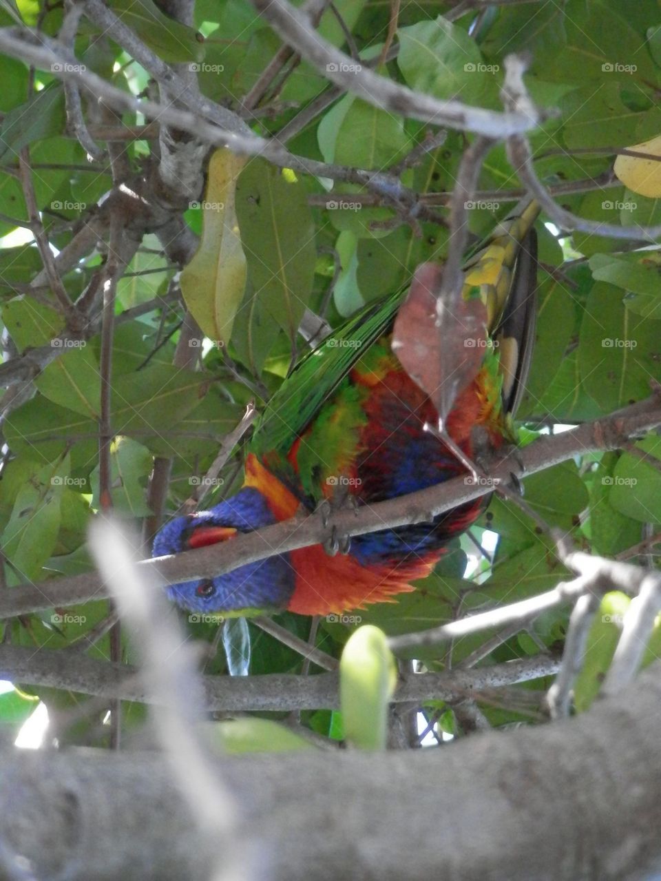 Rainbow Lorikeet